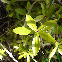 Pittosporum pimeleoides on roadside adjacent to Whangaroa Harbour.<br>Photographer: Bill Campbell, Date taken: 03/10/2007, Licence: <a target='_blank' href='https://creativecommons.org/licenses/by-nc/4.0'>CC BY-NC</a>. <a class='member-message' href='/nzpcn/why-join-nzpcn/' target='_blank'>Members can view a larger version of this image.</a>