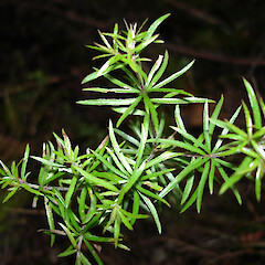 Pittosporum pimeleoides at Waiaua Road, Hihi.<br>Photographer: Bill Campbell, Date taken: 21/09/2007, Licence: <a target='_blank' href='https://creativecommons.org/licenses/by-nc/4.0'>CC BY-NC</a>. <a class='member-message' href='/nzpcn/why-join-nzpcn/' target='_blank'>Members can view a larger version of this image.</a>