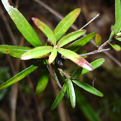 Pittosporum pimeleoides with seeds at Taipa Estuary.<br>Photographer: Bill Campbell, Date taken: 12/08/2007, Licence: <a target='_blank' href='https://creativecommons.org/licenses/by-nc/4.0'>CC BY-NC</a>. <a class='member-message' href='/nzpcn/why-join-nzpcn/' target='_blank'>Members can view a larger version of this image.</a>