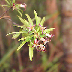 Pittosporum pimeleoides subsp. pimeleoides