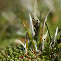 Poa incrassata