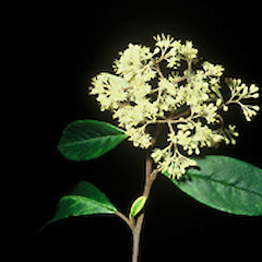 Flowering panicle taken in September.<br>Photographer: John Smith-Dodsworth, Licence: <a target='_blank' href='https://creativecommons.org/licenses/by-nc/4.0'>CC BY-NC</a>.