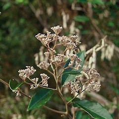 Buds of Pomaderris hamiltonii taken near Miranda Roadside.<br>Photographer: Bec Stanley, Licence: <a target='_blank' href='https://creativecommons.org/licenses/by-sa/4.0'>CC BY-SA</a>.