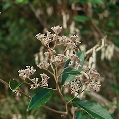 Buds of Pomaderris hamiltonii taken near Miranda Roadside.<br>Photographer: Bec Stanley, Licence: <a target='_blank' href='https://creativecommons.org/licenses/by-sa/4.0'>CC BY-SA</a>. <a class='member-message' href='/nzpcn/why-join-nzpcn/' target='_blank'>Members can view a larger version of this image.</a>