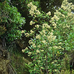Adult tree on Kaiaua Road.<br>Photographer: John Smith-Dodsworth, Licence: <a target='_blank' href='https://creativecommons.org/licenses/by-nc/4.0'>CC BY-NC</a>.