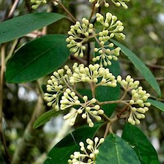 Pomaderris hamiltonii flower buds, Ex Cult. (Kaiaua Road) 3 Sep. 2006, St Andrews, Hamilton.<br>Photographer: Peter J de Lange, Licence: <a target='_blank' href='https://creativecommons.org/licenses/by-nc/4.0'>CC BY-NC</a>.