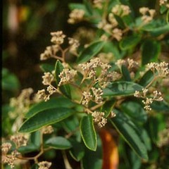 Pomaderris hamiltonii.<br>Photographer: Bec Stanley, Licence: <a target='_blank' href='https://creativecommons.org/licenses/by-sa/4.0'>CC BY-SA</a>.
