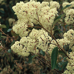 Ex. cult Kaiaua Road, November 1992.<br>Photographer: Gillian M. Crowcroft, Licence: All rights reserved.