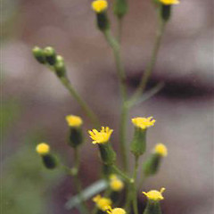 Inflorescence, ex cult. Mutokino (Fanal) Island, Mokohinau Islands, 1998.<br>Photographer: Bec Stanley, Licence: <a target='_blank' href='https://creativecommons.org/licenses/by-sa/4.0'>CC BY-SA</a>.
