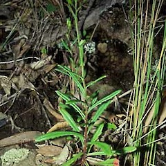 Taken at Motumorirau.<br>Photographer: John Smith-Dodsworth, Licence: <a target='_blank' href='https://creativecommons.org/licenses/by-nc/4.0'>CC BY-NC</a>.