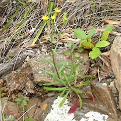 Habit, Motumorirau Island (October).<br>Photographer: John Smith-Dodsworth, Licence: <a target='_blank' href='https://creativecommons.org/licenses/by-nc/4.0'>CC BY-NC</a>.