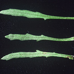 Senecio marotiri showing mid cauline leaves, November 2002, Ex Cult. Fanal Island.<br>Photographer: John E. Braggins, Licence: All rights reserved.
