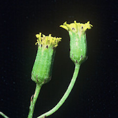Senecio marotiri close up of capitula, Ex Cult, 2000, Motukino (Fanal) Island, Mokohinau Islands.<br>Photographer: John E. Braggins, Licence: All rights reserved.