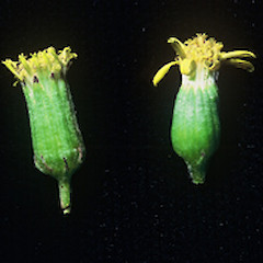 Senecio marotiri (left) and Senecio australis (right) close up of capitula, November 2002, Ex Cult. Fanal Island.<br>Photographer: John E. Braggins, Licence: All rights reserved.