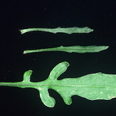 Senecio marotiri (top) and S. australis (bottom) mid cauline leaves, November 2002, Ex Cult. Fanal Island.<br>Photographer: John E. Braggins, Licence: All rights reserved.