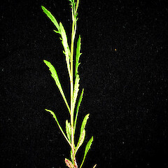 Senecio marotiri plant showing emergent inflorescence and foliage.<br>Photographer: Peter J de Lange, Licence: <a target='_blank' href='https://creativecommons.org/licenses/by-nc/4.0'>CC BY-NC</a>. <a class='member-message' href='/nzpcn/why-join-nzpcn/' target='_blank'>Members can view a larger version of this image.</a>