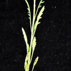 Senecio marotiri showing emergent inflorescence and foliage.<br>Photographer: Peter J de Lange, Licence: <a target='_blank' href='https://creativecommons.org/licenses/by-nc/4.0'>CC BY-NC</a>. <a class='member-message' href='/nzpcn/why-join-nzpcn/' target='_blank'>Members can view a larger version of this image.</a>