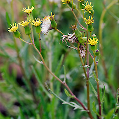 In cultivation ex Motukino (Fanal Island).<br>Photographer: Jeremy R. Rolfe, Date taken: 19/07/2007, Licence: <a target='_blank' href='https://creativecommons.org/licenses/by/4.0'>CC BY</a>. <a class='member-message' href='/nzpcn/why-join-nzpcn/' target='_blank'>Members can view a larger version of this image.</a>