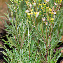In cultivation ex Motukino (Fanal Island).<br>Photographer: Jeremy R. Rolfe, Date taken: 19/07/2007, Licence: <a target='_blank' href='https://creativecommons.org/licenses/by/4.0'>CC BY</a>. <a class='member-message' href='/nzpcn/why-join-nzpcn/' target='_blank'>Members can view a larger version of this image.</a>