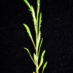 Senecio marotiri showing mid cauline leaves, Ex Cult. January 3 2006, Motukino (Fanal) Island, Mokohinau Islands.<br>Photographer: Peter J de Lange, Licence: <a target='_blank' href='https://creativecommons.org/licenses/by-nc/4.0'>CC BY-NC</a>.
