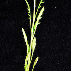 Senecio marotiri showing emergent inflorescence and foliage, Ex Cult, January 2 2006, Motukino (Fanal) Island, Mokohinau Islands.<br>Photographer: Peter J de Lange, Licence: <a target='_blank' href='https://creativecommons.org/licenses/by-nc/4.0'>CC BY-NC</a>.