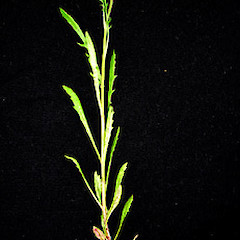 Senecio marotiri plant showing emergent inflorescence and foliage, ex cult., Motukino (Fanal) Island, Mokohinau Islands.<br>Photographer: Peter J de Lange, Date taken: 01/01/2006, Licence: <a target='_blank' href='https://creativecommons.org/licenses/by-nc/4.0'>CC BY-NC</a>.