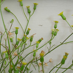 A flowering plant of Senecio marotiri, naturalised, Mt Albert Auckland.<br>Photographer: Peter J de Lange, Date taken: 25/02/2006, Licence: <a target='_blank' href='https://creativecommons.org/licenses/by-nc/4.0'>CC BY-NC</a>.