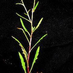 Senecio marotiri plant in flower, Ex Cult. January 3 2006, Motukino (Fanal) Island, Mokohinau Islands.<br>Photographer: Peter J de Lange, Licence: <a target='_blank' href='https://creativecommons.org/licenses/by-nc/4.0'>CC BY-NC</a>.