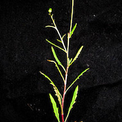 Senecio marotiri plant in flower, Ex Cult, January 3 2006, Motukino (Fanal) Island, Mokohinau Islands.<br>Photographer: Peter J de Lange, Licence: <a target='_blank' href='https://creativecommons.org/licenses/by-nc/4.0'>CC BY-NC</a>.