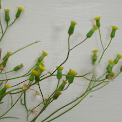 Senecio marotiri flowering plant, naturalised, Mt Albert, Auckland.<br>Photographer: Peter J de Lange, Date taken: 25/02/2006, Licence: <a target='_blank' href='https://creativecommons.org/licenses/by-nc/4.0'>CC BY-NC</a>.