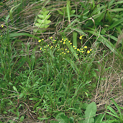 Cabbage Tree Ridge, Fanal Island.<br>Photographer: Peter J de Lange, Licence: <a target='_blank' href='https://creativecommons.org/licenses/by-nc/4.0'>CC BY-NC</a>. <a class='member-message' href='/nzpcn/why-join-nzpcn/' target='_blank'>Members can view a larger version of this image.</a>