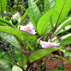 Solanum aviculare var. latifolium in flower, Ex Cult. Great Island, Three Kings.<br>Photographer: Peter J de Lange, Date taken: 23/12/2006, Licence: <a target='_blank' href='https://creativecommons.org/licenses/by-nc/4.0'>CC BY-NC</a>.