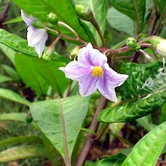 Solanum aviculare var. latifolium close up of flower, Ex Cult. Great Island, Three Kings.<br>Photographer: Peter J de Lange, Date taken: 23/12/2006, Licence: <a target='_blank' href='https://creativecommons.org/licenses/by-nc/4.0'>CC BY-NC</a>.