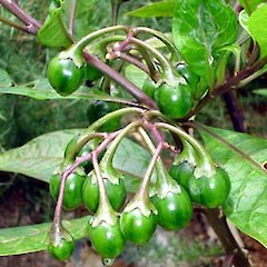 Solanum aviculare var. latifolium showing immature fruit, Ex Cult. Great Island, Three Kings.<br>Photographer: Peter J de Lange, Date taken: 23/12/2006, Licence: <a target='_blank' href='https://creativecommons.org/licenses/by-nc/4.0'>CC BY-NC</a>.