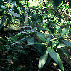 Hapuka/Crater Head, Great Island.<br>Photographer: Peter J de Lange, Licence: <a target='_blank' href='https://creativecommons.org/licenses/by-nc/4.0'>CC BY-NC</a>. <a class='member-message' href='/nzpcn/why-join-nzpcn/' target='_blank'>Members can view a larger version of this image.</a>