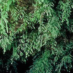 Bull Creek, Akatarawa.<br>Photographer: John Smith-Dodsworth, Licence: <a target='_blank' href='https://creativecommons.org/licenses/by-nc/4.0'>CC BY-NC</a>.