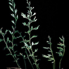 Polyphlebium colensoi