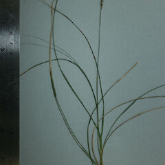Carex subtilis