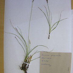 Carex purpurata