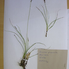 Carex purpurata