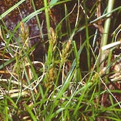 Uncinia viridis
