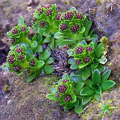 South West Cape, Auckland island.<br>Photographer: Phil Garnock-Jones, Licence: <a target='_blank' href='https://creativecommons.org/licenses/by-nc/4.0'>CC BY-NC</a>. <a class='member-message' href='/nzpcn/why-join-nzpcn/' target='_blank'>Members can view a larger version of this image.</a>