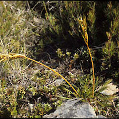 Aciphylla montana var. gracilis