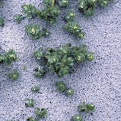 Atriplex billardierei at Waitangi West Beach, Chatham (Rekohu) Island.<br>Photographer: Gillian M. Crowcroft, Date taken: 01/02/1996, Licence: All rights reserved.
