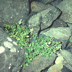 Atriplex billardierei at Whangatete Bay, Chatham Island.<br>Photographer: John Smith-Dodsworth, Licence: <a target='_blank' href='https://creativecommons.org/licenses/by-nc/4.0'>CC BY-NC</a>.