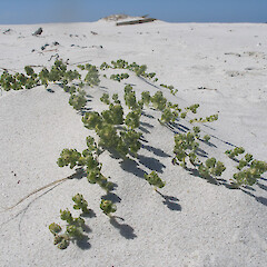 Kaingaroa Beach, Chatham (Rekohu) Islands.<br>Photographer: John Sawyer, Licence: <a target='_blank' href='https://creativecommons.org/licenses/by-nc/4.0'>CC BY-NC</a>. <a class='member-message' href='/nzpcn/why-join-nzpcn/' target='_blank'>Members can view a larger version of this image.</a>