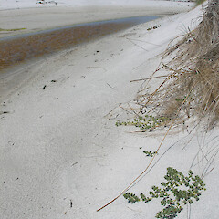 Chatham Islands.<br>Photographer: John Sawyer, Licence: <a target='_blank' href='https://creativecommons.org/licenses/by-nc/4.0'>CC BY-NC</a>. <a class='member-message' href='/nzpcn/why-join-nzpcn/' target='_blank'>Members can view a larger version of this image.</a>