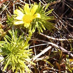 Brachyglottis bifistulosa.<br>Photographer: Sue Lake, Licence: <a target='_blank' href='https://creativecommons.org/licenses/by-nc/4.0'>CC BY-NC</a>.
