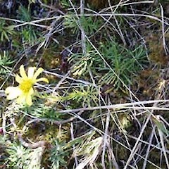 Brachyglottis bifistulosa.<br>Photographer: Sue Lake, Licence: <a target='_blank' href='https://creativecommons.org/licenses/by-nc/4.0'>CC BY-NC</a>.