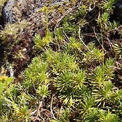 Brachyglottis bifistulosa.<br>Photographer: Sue Lake, Licence: <a target='_blank' href='https://creativecommons.org/licenses/by-nc/4.0'>CC BY-NC</a>.